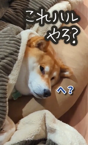 これハルやろ？