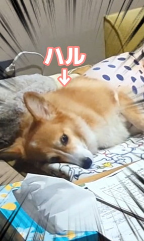 ハル