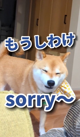 もうしわけ