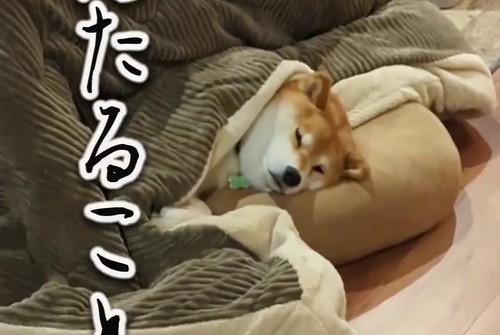 コタツに入る柴犬