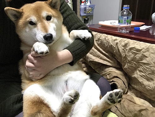 おなか見せアンちゃん