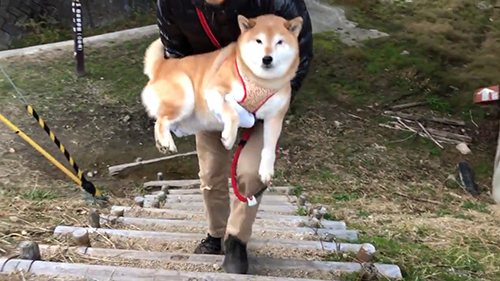 正面を見るアンちゃん