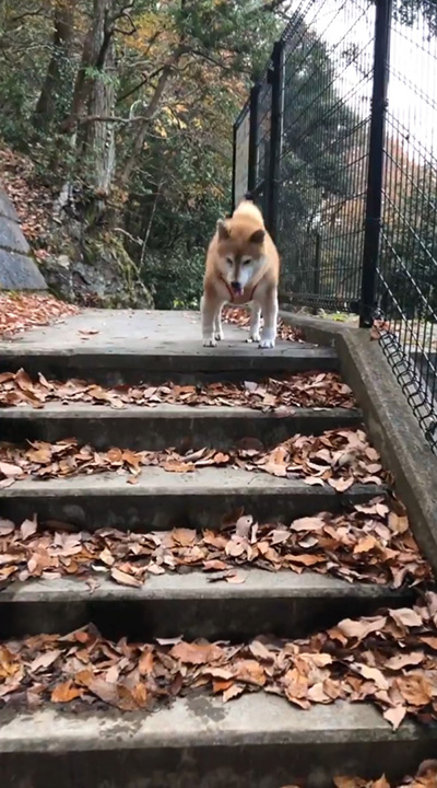 オトンがいない日階段の上のアンちゃん