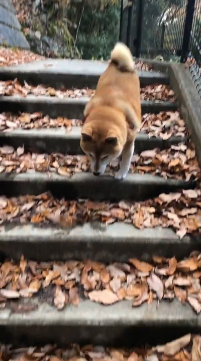 階段を下りるアンちゃん