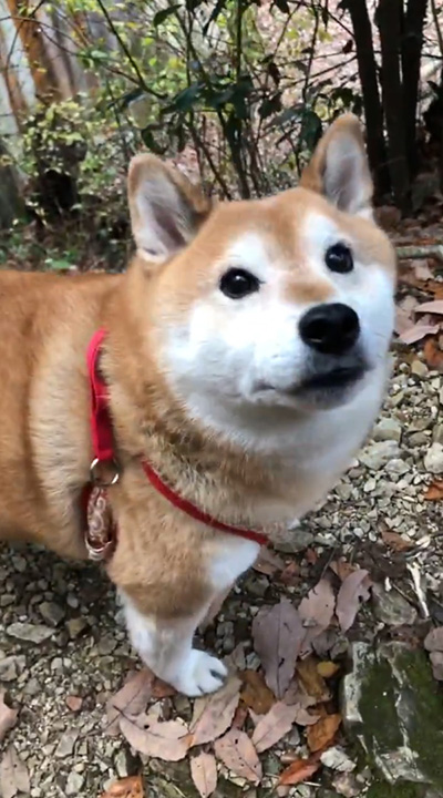 見上げるアンちゃん