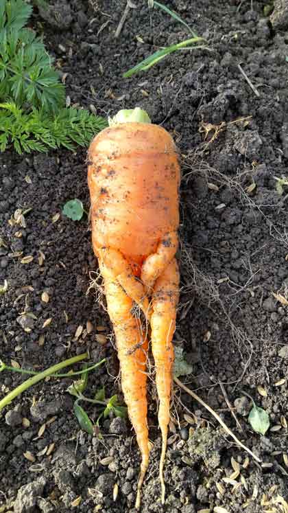 恥じらう 股間 隠す 人参 ニンジン 人型