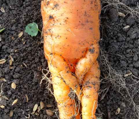 恥じらう 股間 隠す 人参 ニンジン 人型