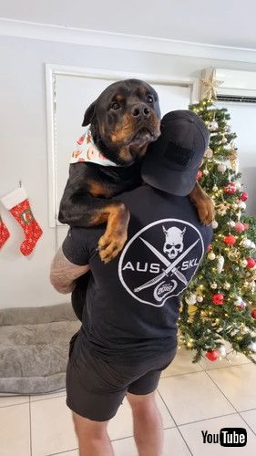 「Comforting Your Big Bad Rottweiler After a Chihuahua Snapped at Him || ViralHog」