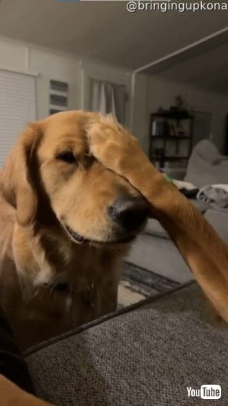 弟ワンコの顔に兄ワンコは前足を乗せる