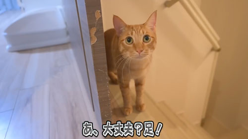 家具を破壊した猫