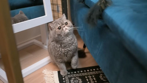 家具を破壊した猫