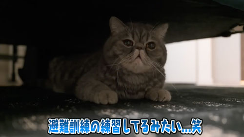 家具を破壊した猫