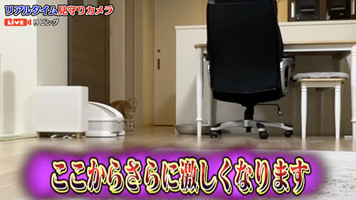 家具を破壊した猫