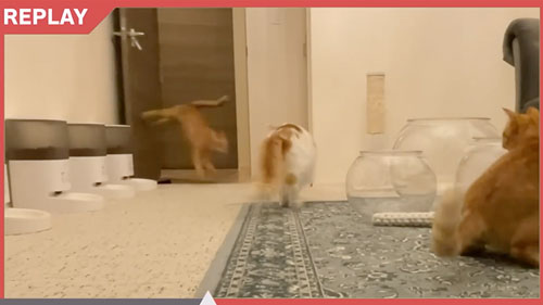 家具を破壊した猫