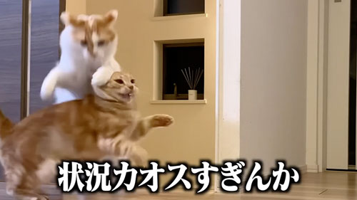 家具を破壊した猫