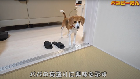 パパの荷造りに興味を示す