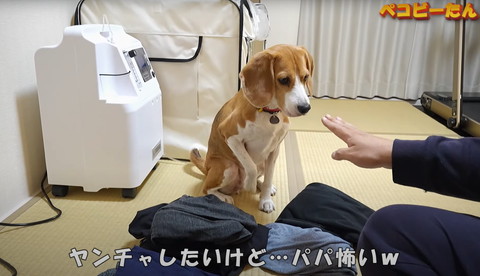 やんちゃしたいけど