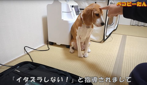 イタズラしないと指導