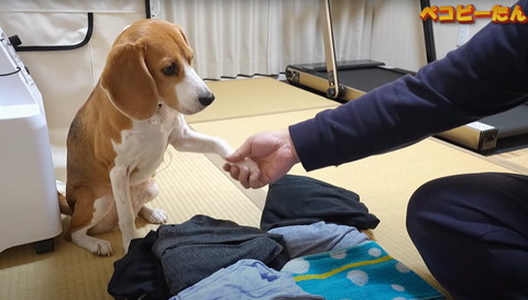 お手するワンコ