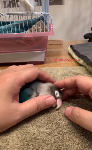 頭なでられるインコ