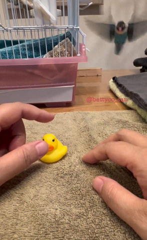 飛んでるインコ