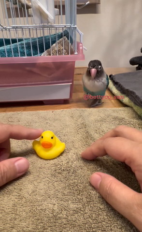 歩いてくるインコ