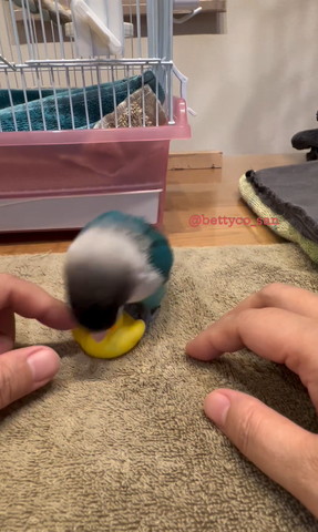 おもちゃくわえるインコ