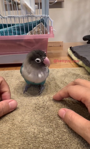 飼い主の手を見るインコ