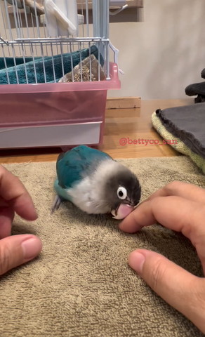 指に顏つけるインコ