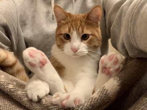 肉球見せてる猫