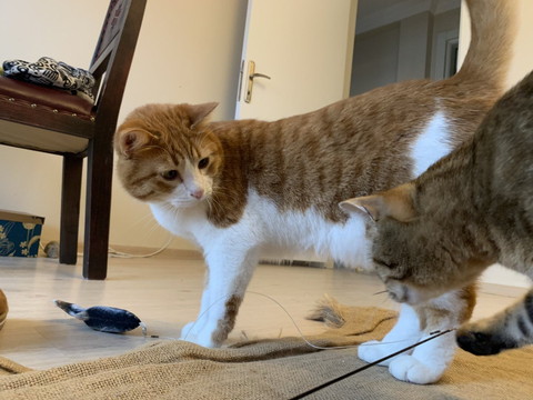 キジトラ猫を見てる茶白猫