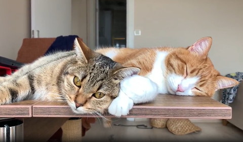 一緒に寝てる猫