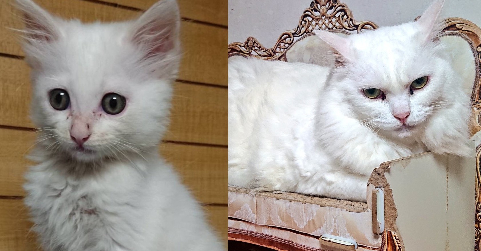 プロの常時ドライアイ高年(猫年)＠白頭様 プラクルアン おまとめ割引 生後1ヶ月の白とキジ、ラビ・こま・ドラ・まる君たちの保護