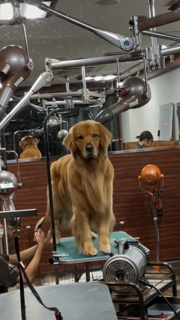 こっち見るゴル