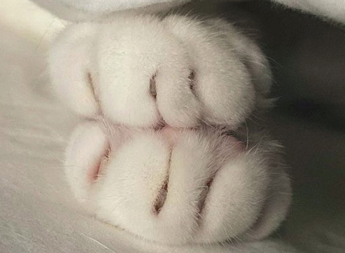 ほた手アップトリミング