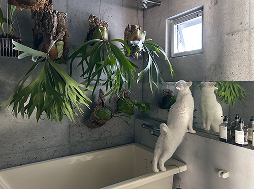 やっこさんの後ろ姿