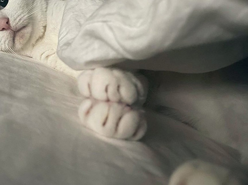 ほた手引きトリミング