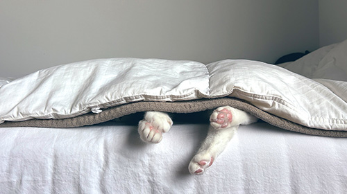 おはよらないあし4本