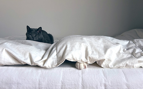 おはよらないwithしじみさん