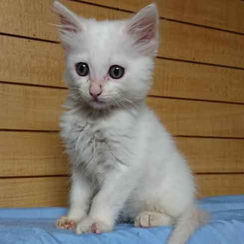 まん丸おめめの子猫時代→眼光鋭い成猫へ 何回撮っても「メンチ