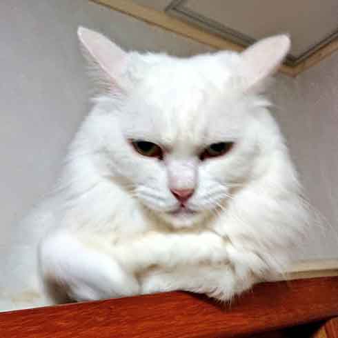 メンチ切ってる白猫