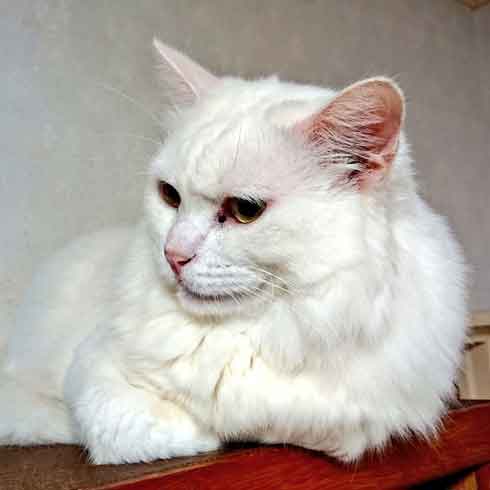 メンチ切ってる白猫