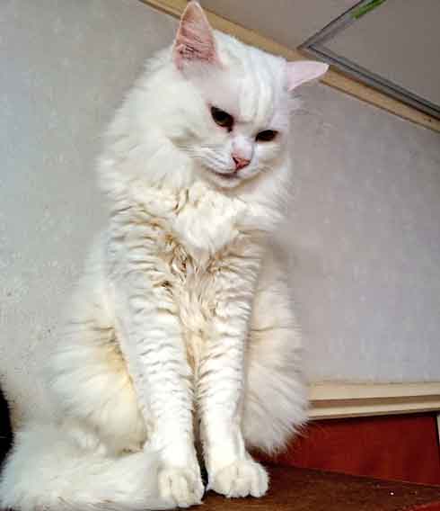 メンチ切ってる白猫