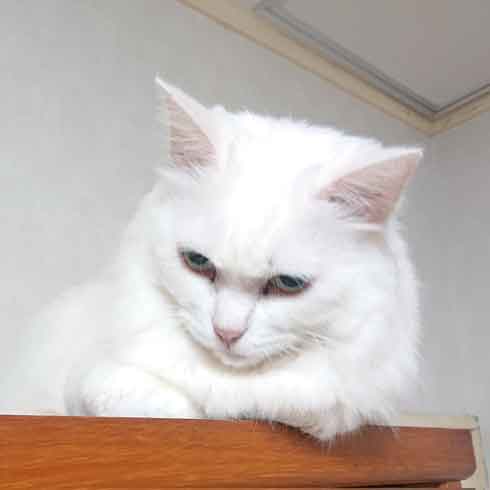 見極めているような表情の白猫