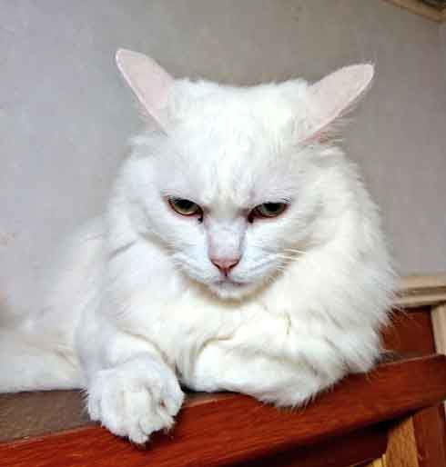 威厳を感じる白猫