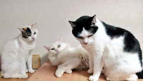 白猫と同居猫たち