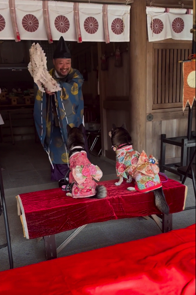 七五三のご祈祷を受ける豆柴