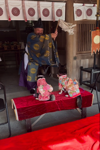 神主さんが振るお祓い棒を目で追う柴犬