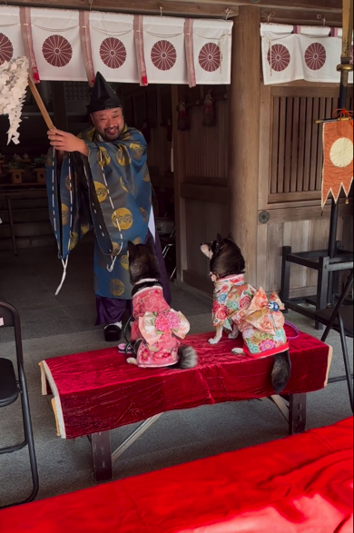 お祓い棒の動きに合わせて首を振る豆柴