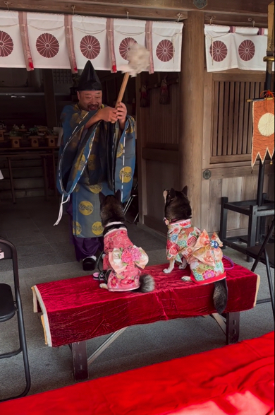 豆柴たちにメロメロな神主さん